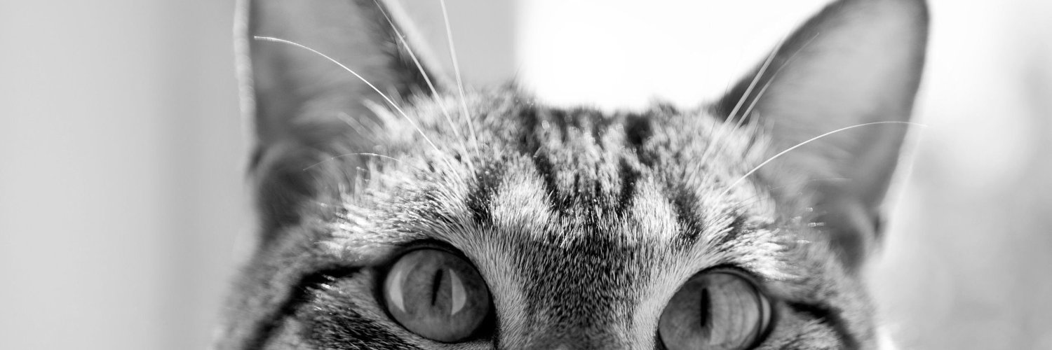 Txatxius's profile banner image