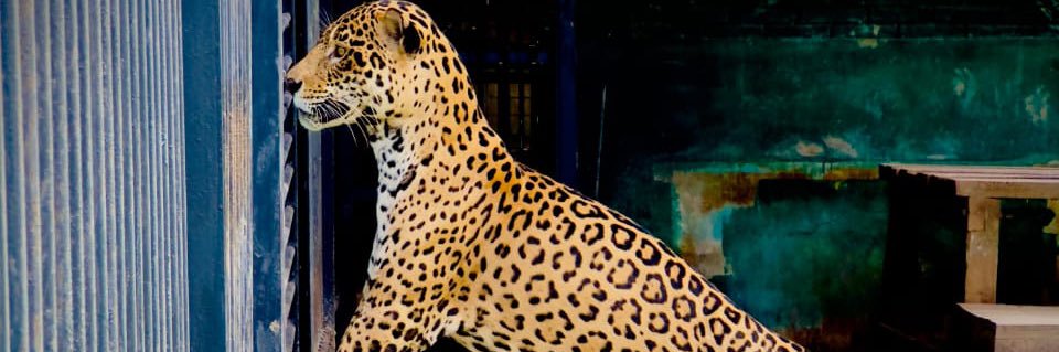 Robert M Persaud banner