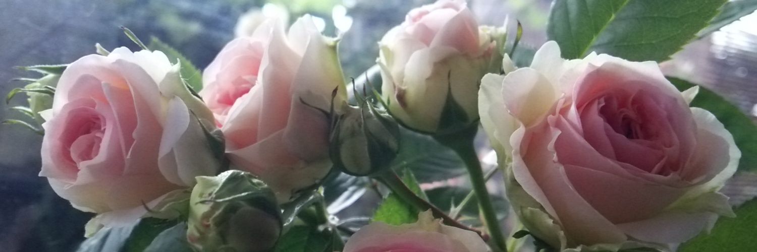 Miyako_Rose's profile banner image