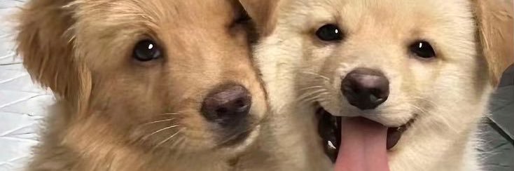 ₍⸍⸌̣ʷ̣̫⸍̣⸌₎✿˖𝑚𝑦𐙚meow˚⟡˖ ࣪ banner