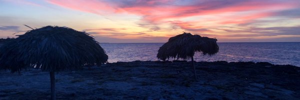 lilyyyrod Profile Banner