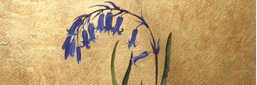 BluebellClassMPA banner