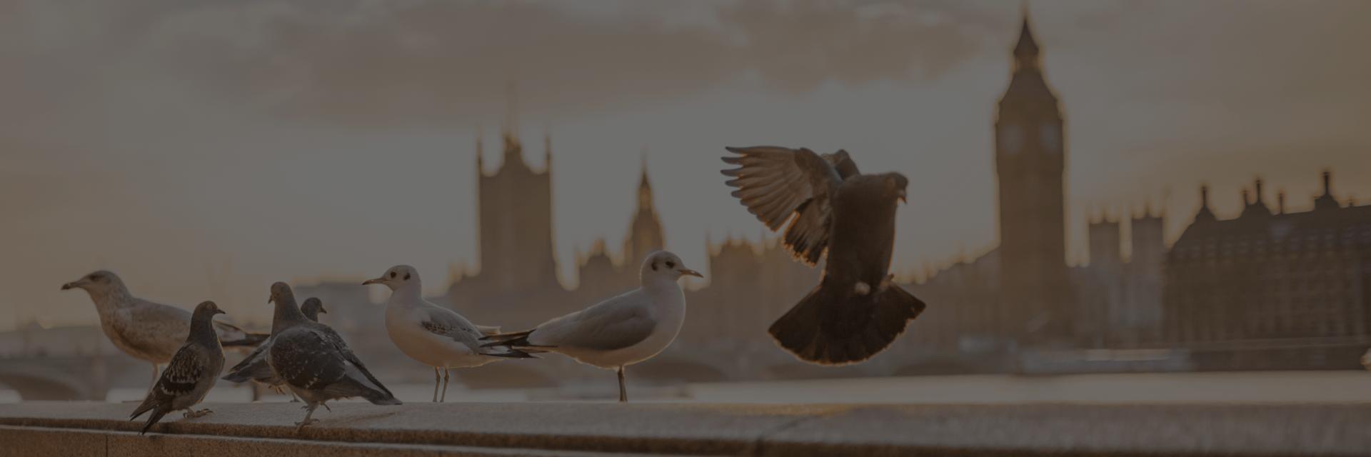 WISEMAN_LLP's profile banner image
