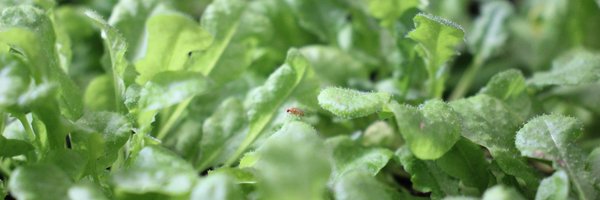 jn_pelaez Profile Banner