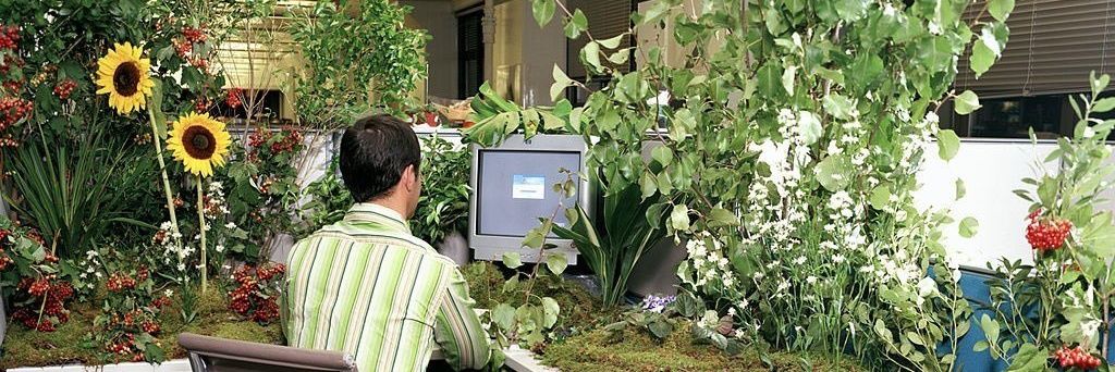 kitty kitty lady banner