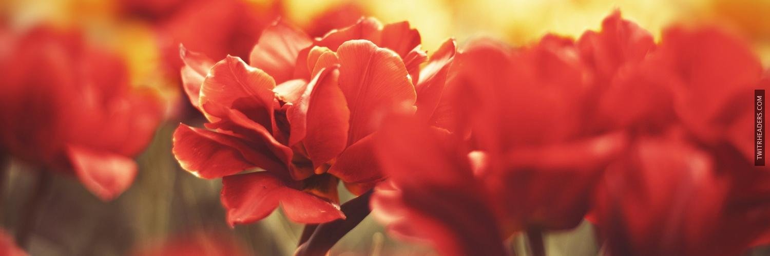 _FannyNg's profile banner image