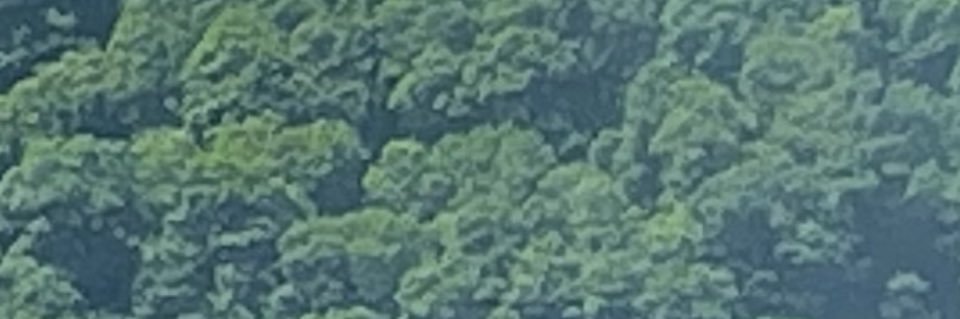 Alexabirdsong's profile banner image