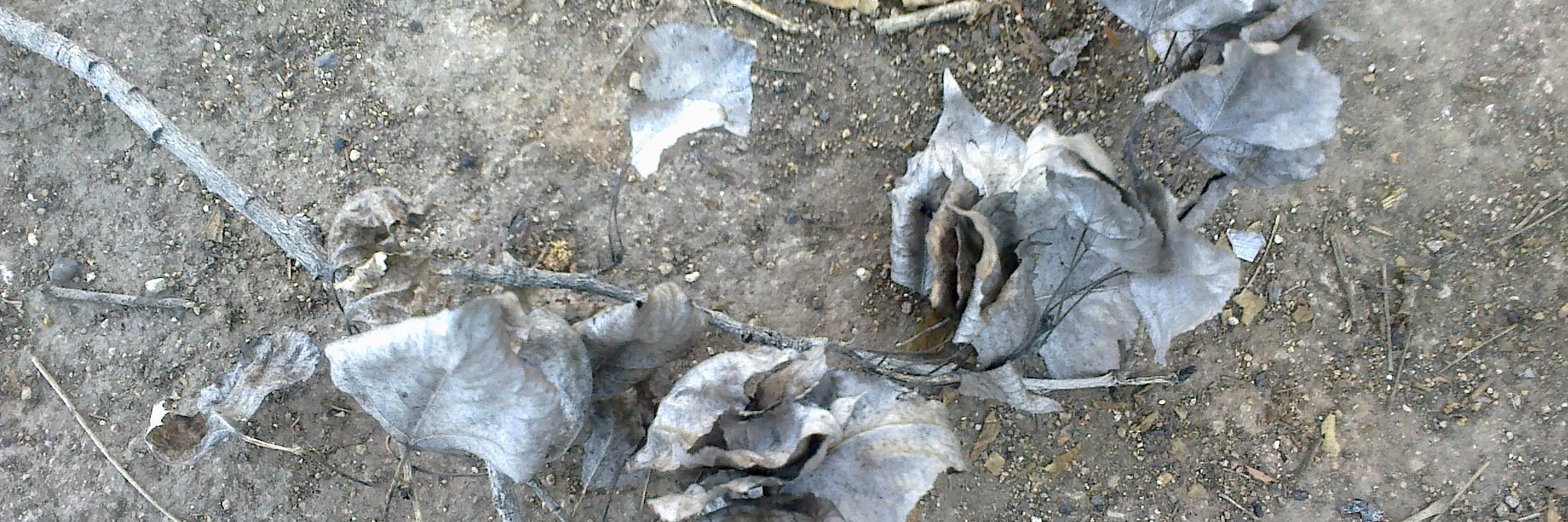 andre aguilar aguilar🐦‍⬛ banner