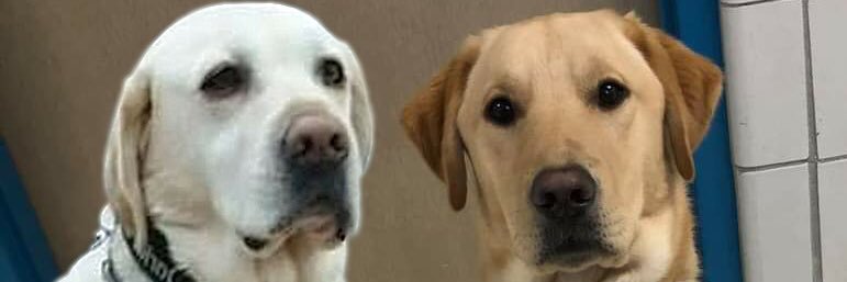David Rey🦮🐕‍🦺🐕 banner