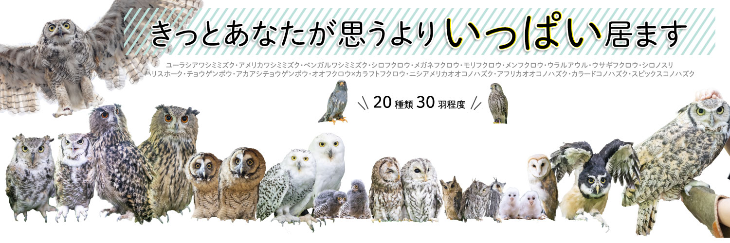 ふくろうの家＠現在土日祝日のみ営業's banner