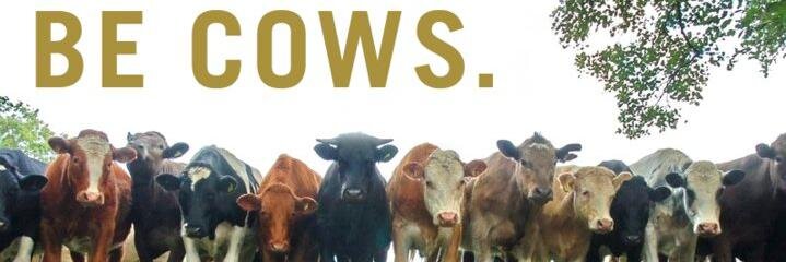 David_Stollman banner