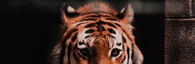 febbyfly's profile banner image