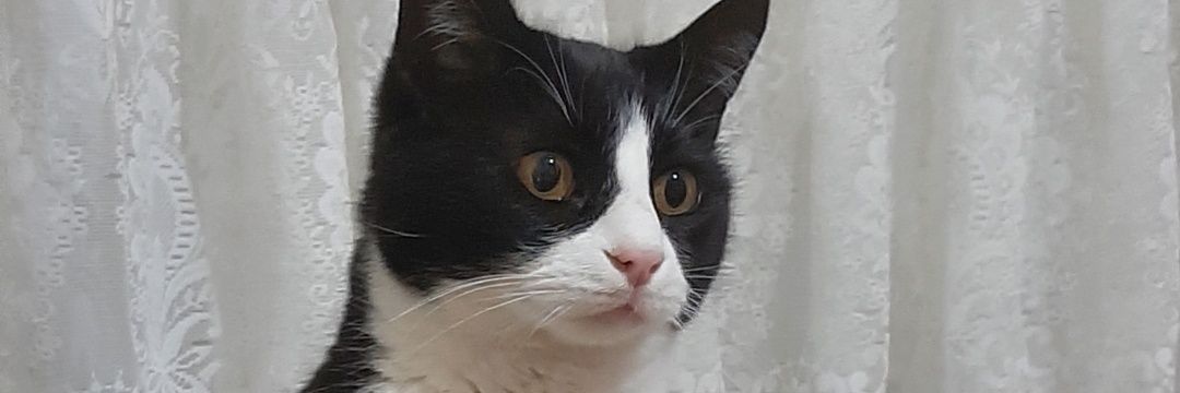 sldkaraa's profile banner image