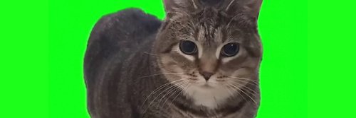Pocketjokers (🐈,♻️) banner