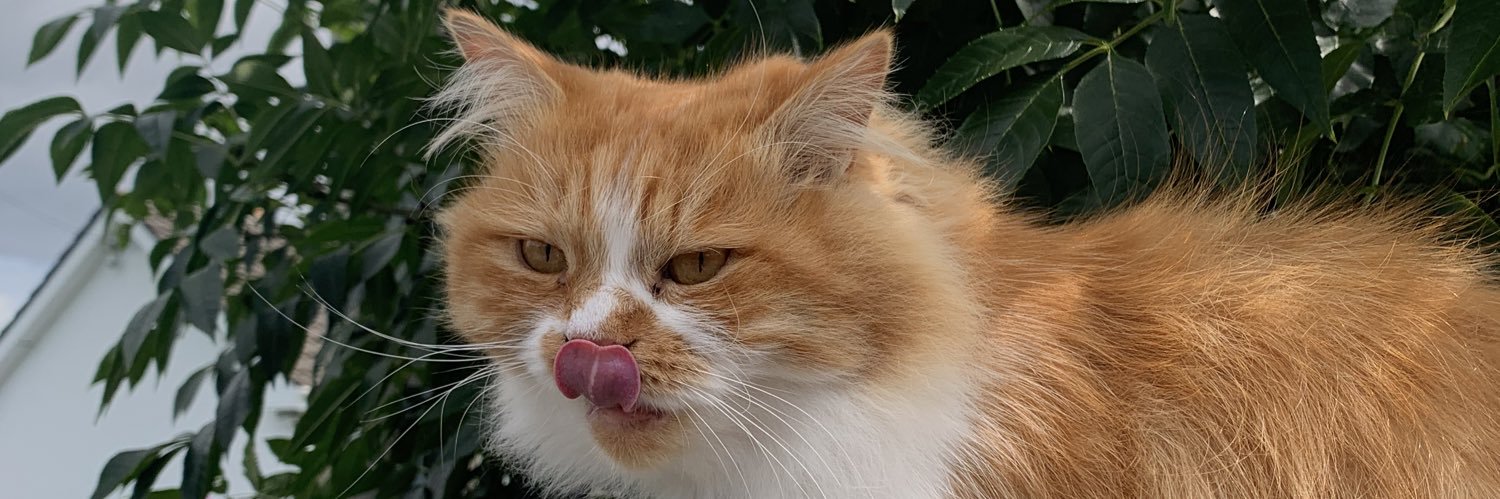 💿📀💿📀 banner