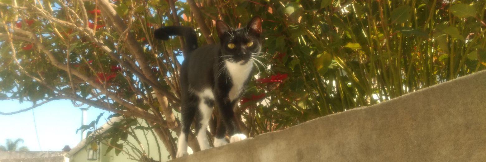 fcmilanesa's profile banner image