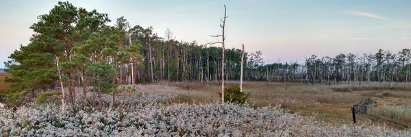 theswampboss Profile Banner