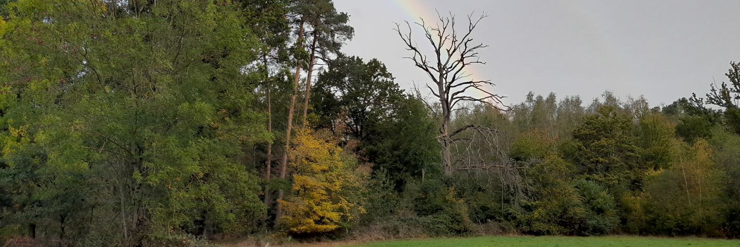Quercus Petraea's banner
