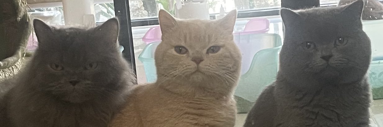 chukaidak0's profile banner image