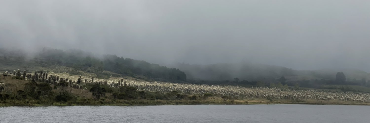 María Fernanda Arciniegas banner