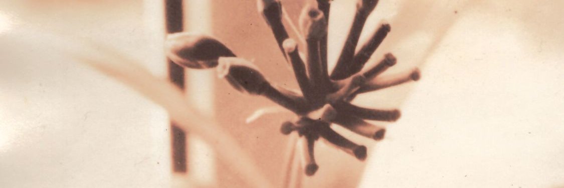 m_o_m_e_n_t_e's banner
