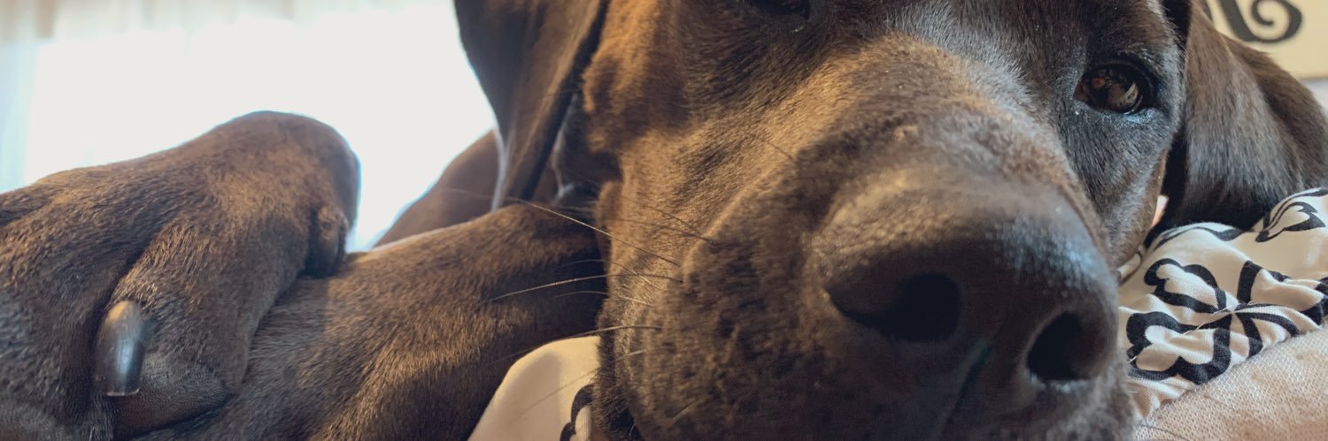 kayyernest's profile banner image