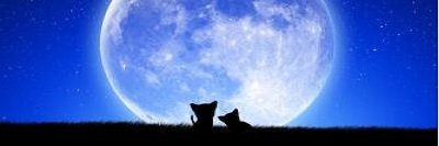 lyraway's profile banner image