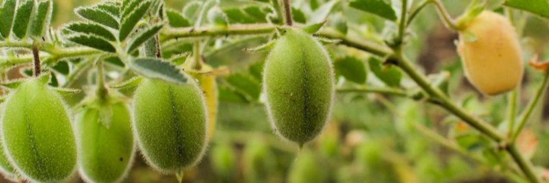Chickpeas banner