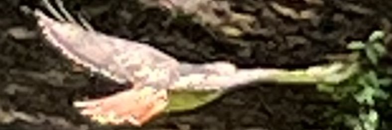 Coach@HHS LAX banner