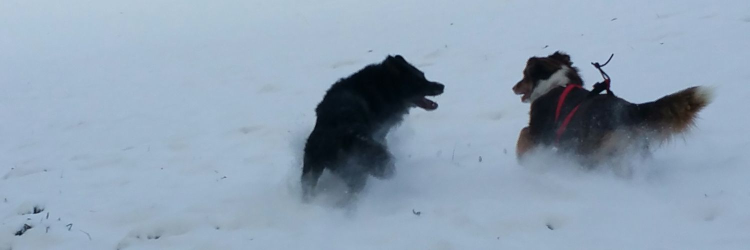 hazelwolf's profile banner image