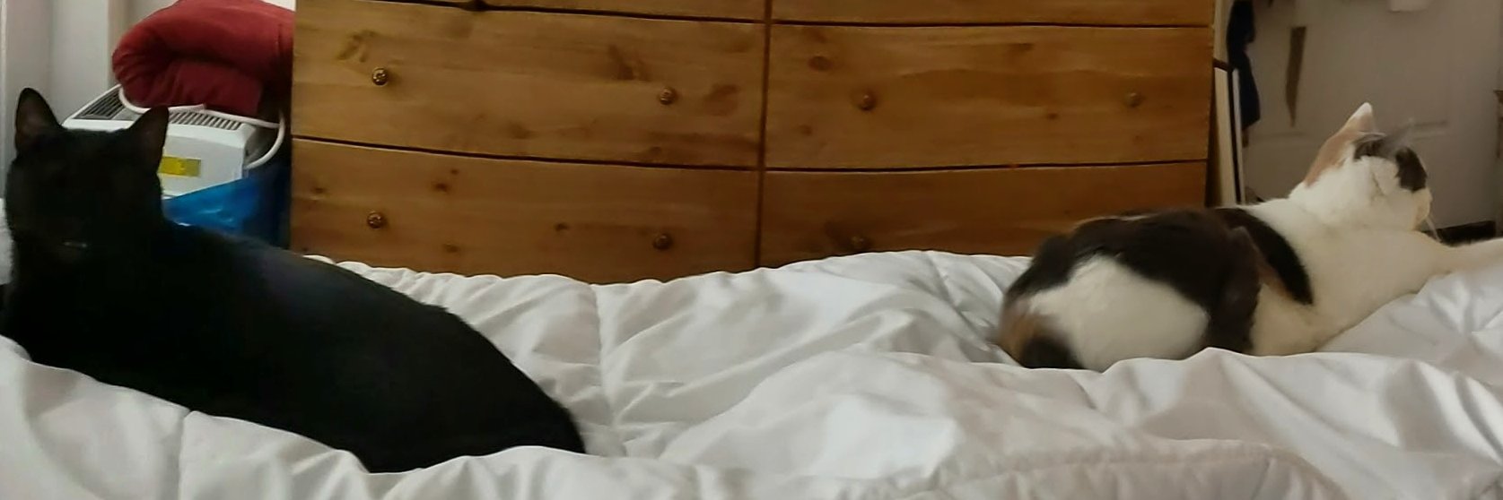 naimahmnash's profile banner image