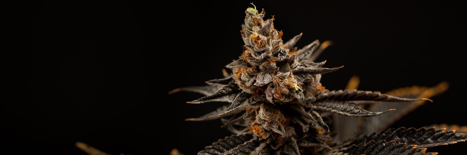 The Maven Store banner