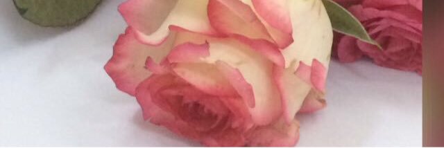 دانه صالح banner