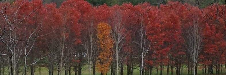 SWVA Gal 🌈🌊🌎 banner