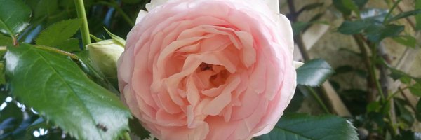 BTauran Profile Banner