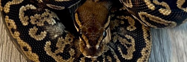 Moppy_Moppy Profile Banner