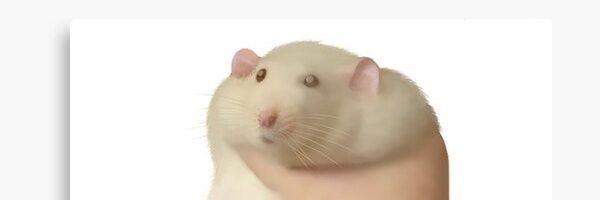 Kirbs Silkslugs lover 🤓 banner