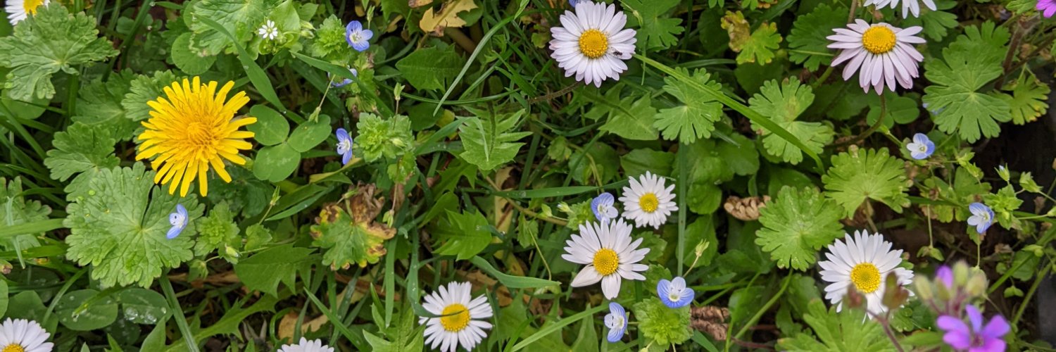 Emily Redmond banner