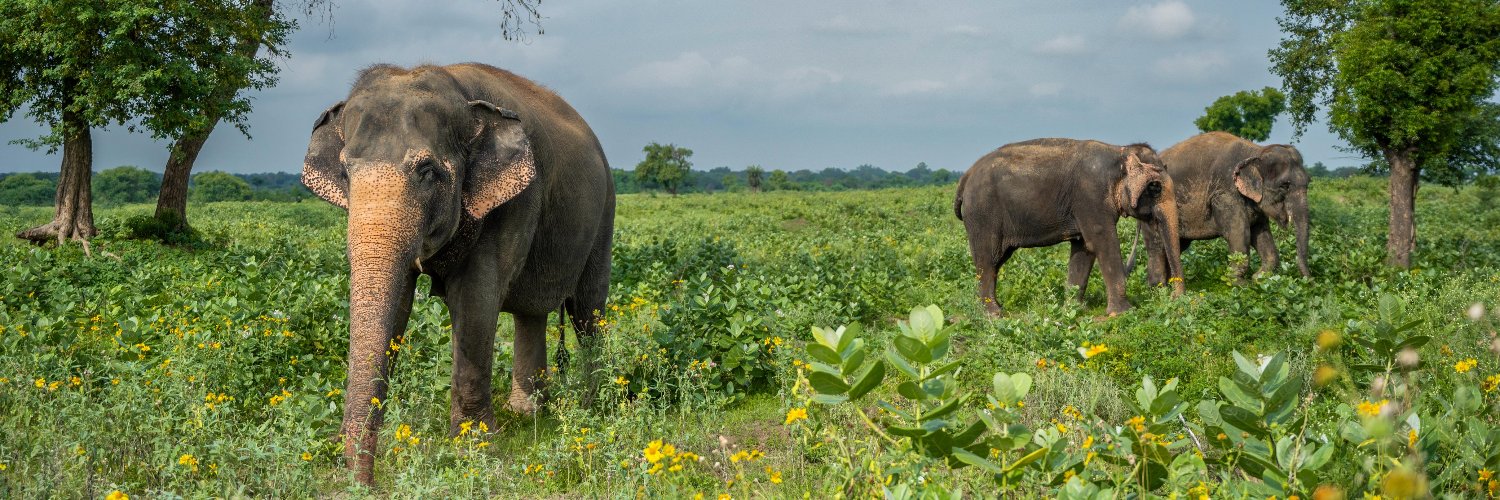 Wildlife SOS's banner
