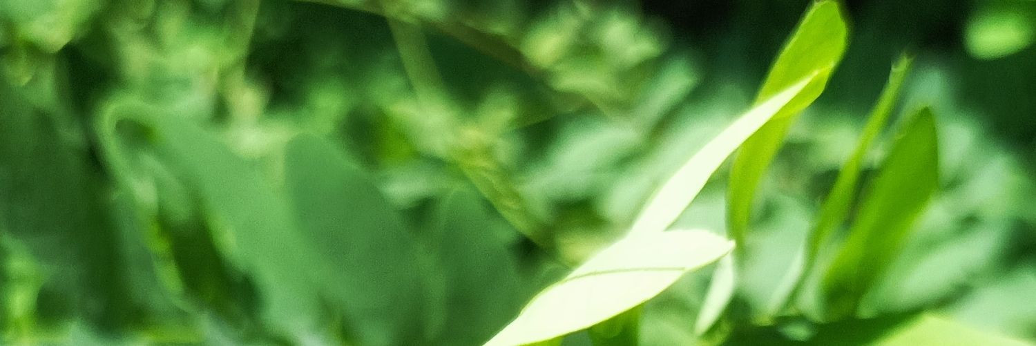 biseryna banner