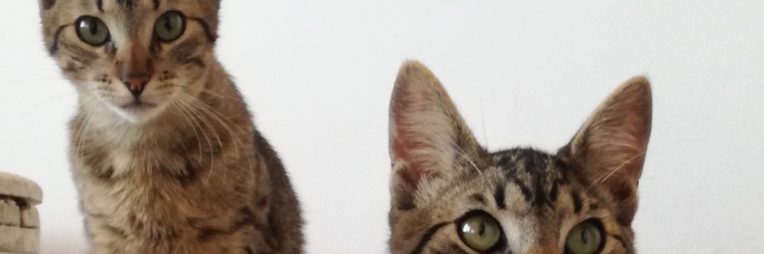 eriikacoortes's profile banner image