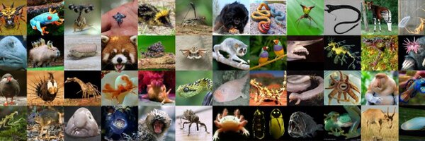 StrangeAnimaIs Profile Banner