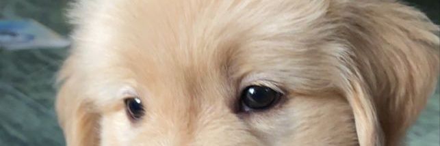 jasmine glenn banner