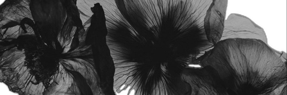 KvetSi's profile banner image