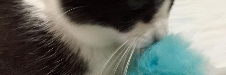 StarAngie24's profile banner image