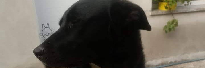 georgiomend's profile banner image