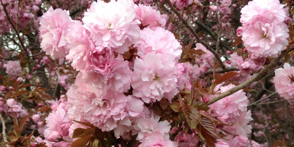 lrnmendenhall's profile banner image