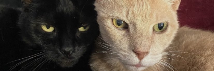 Beanie Bishop banner