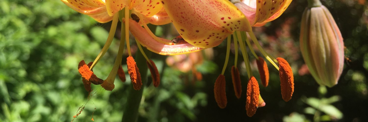 allyeargarden's profile banner image