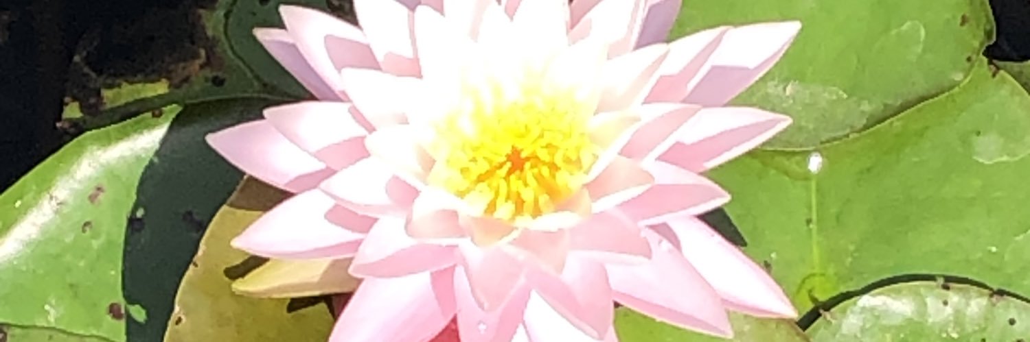 dunfeemom3's profile banner image